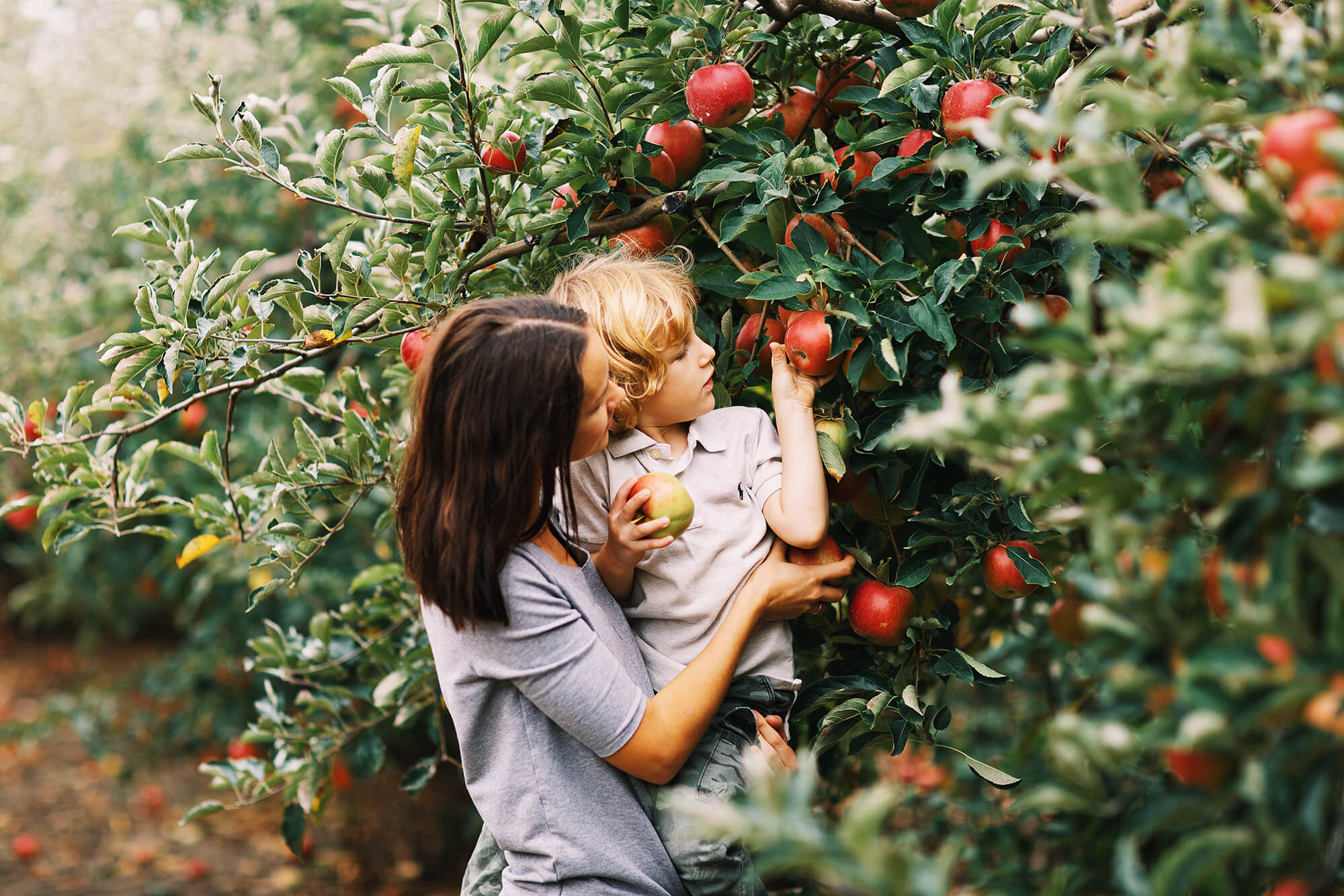 Mother and child picking apples